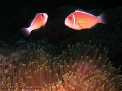 Pair of Pink anemonefish (Amphiprion perideraion) hoverin... by Marco Waagmeester 